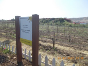 The first Vineyard plantation on "Sula Vineyards" in 1999