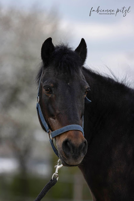 Reiten bei Sankt Pölten