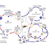 Classification of Diseases | Al Razi