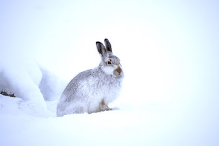 Mountain hare on managed moorland in snow.