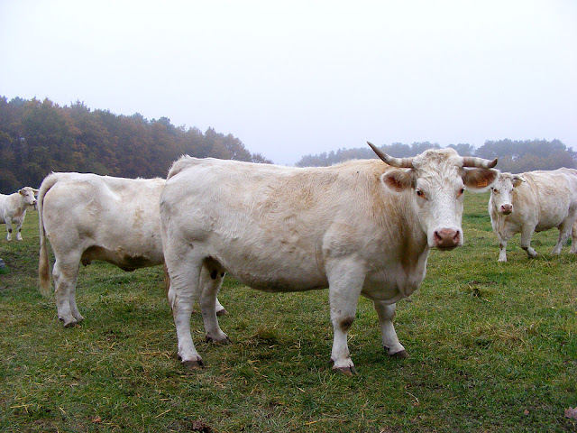 Charolais cows, Indre et Loire, France. Photo by Loire Valley Time Travel.