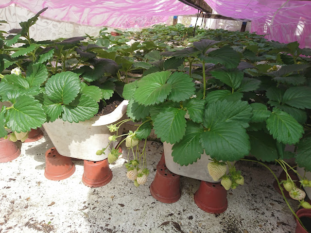 白草莓，生長記錄White strawberry, growth record