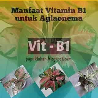 Manfaat vitamin b1 untuk aglonema