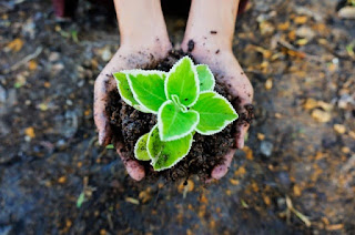 Por qué no se permiten los fertilizantes sintéticos en orgánicos