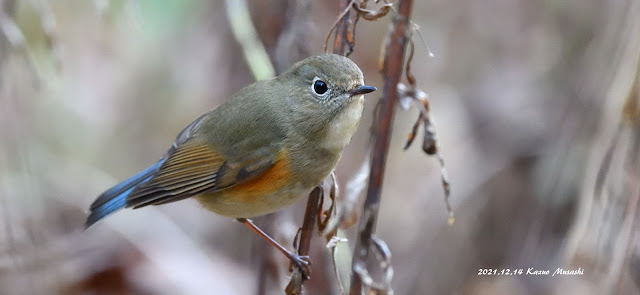 宮城の野鳥