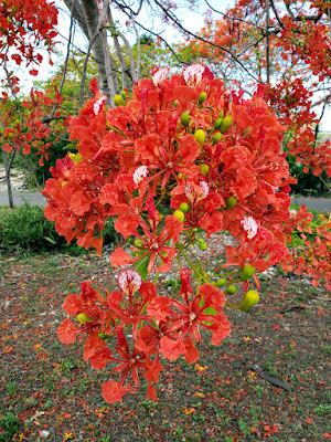 Close shot of poinciana flowers on tree