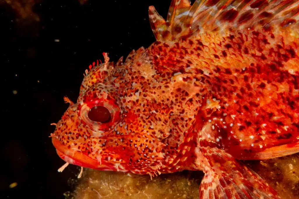 রেড স্করপিয়ন মাছ: বাসস্থান এবং বৈশিষ্ট্য - The Red Scorpionfish: Habitat and Characteristics