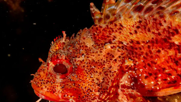 রেড স্করপিয়ন মাছ: বাসস্থান এবং বৈশিষ্ট্য - The Red Scorpionfish: Habitat and Characteristics