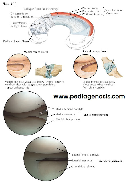 MEDIAL AND LATERAL MENISCUS