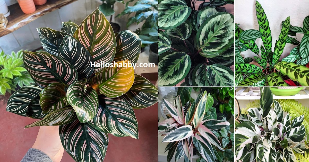 7 Stunning Calathea Plant Varieties With Name and Picture ~ HelloShabby ...