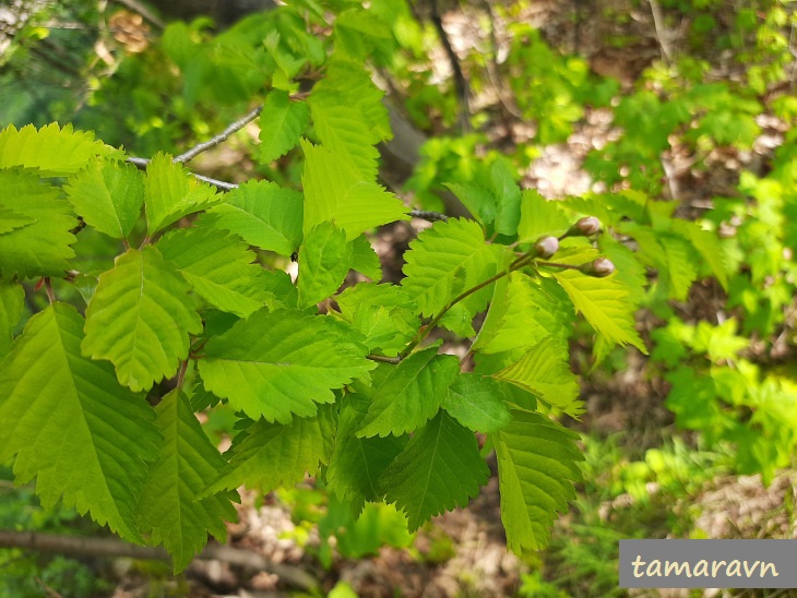 Вишня Максимовича / Черёмуха Максимовича (Cerasus maximowiczii, =Prunus maximowiczii, =Padus maximowiczii)