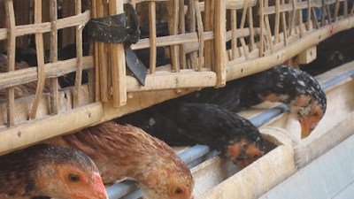 Sekilas Tentang Budidaya Ternak Ayam Kampung Petelur