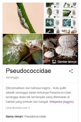 mengatasi hama mealybugs kutu putih kutu kebul