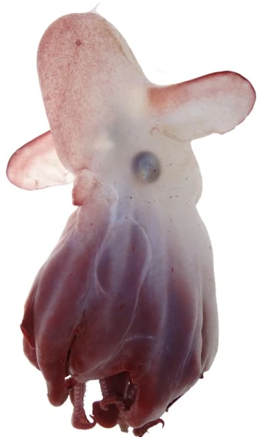 The Dumbo Squid looks so Alien like and perfect and harmless as well.