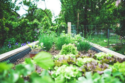 A Hedge Will Add Privacy to Your Yard