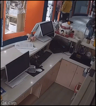 OMG cat GIF • Disaster! 2 clumsy cats destroy their owner's computer monitor and more! [gif-ok-cats.com]