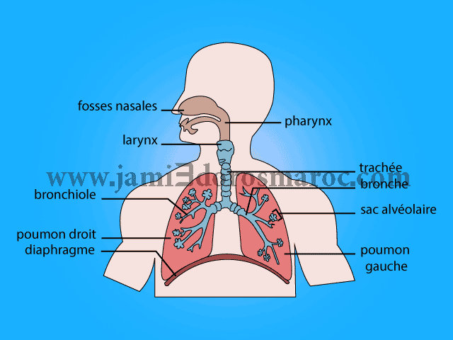 Appareil respiratoire