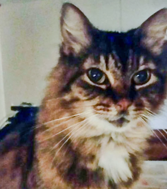 Maine Coon mix at a Maine Coon cat rescue organisation online