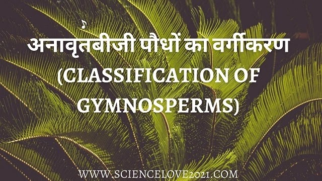 अनावृतबीजी पौधों का वर्गीकरण (Classification of Gymnosperms)|hindi