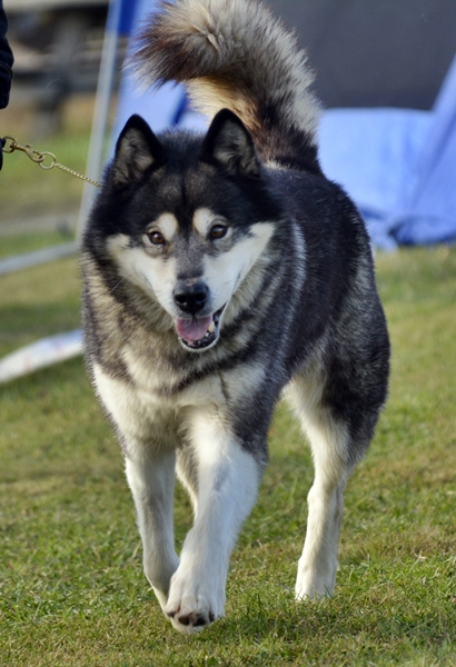 alaska malamute