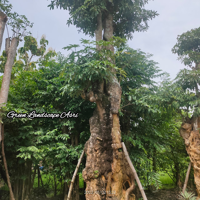 Jual Pohon Pule Taman di Batang Berkualitas & Bergaransi