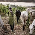 Witnessing the Devastation: Why I Changed My Mind on Farmer-Herder Clashes In Taraba