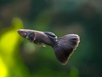 Ikan guppy hitam