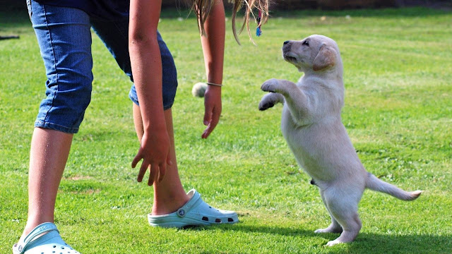 stop your dog from jumping on guests