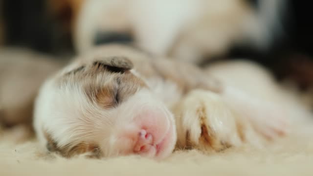 When Can Newborn Puppies See, Smell And Hear ?