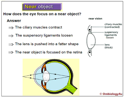 How does the eye focus on a near object
