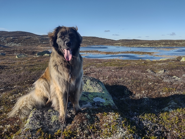 Sørbølfjellet leonberger