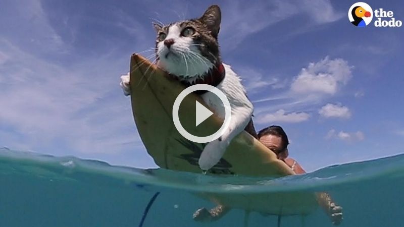 This Hawaiian Cat Loves Surfing With His Parents 