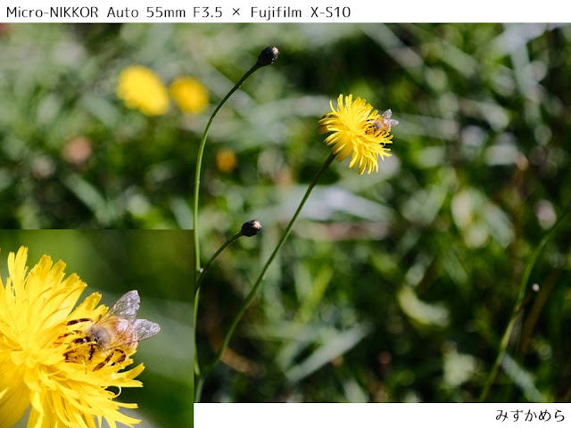 Micro-NIKKOR Auto 55mm F3.5、タンポポとハチ