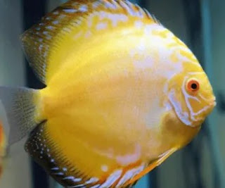 Jenis-jenis ikan discus