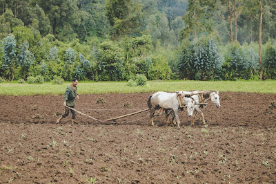 Famr plow (Credit: Bethel Wossenyeleh/Unsplash)