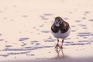 Wildlifefotografie Helgoland Düne Steinwälzer