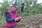 Manfaatkan Integrated Farming, Kementan Kembangkan Kampung Alpukat di Cianjur