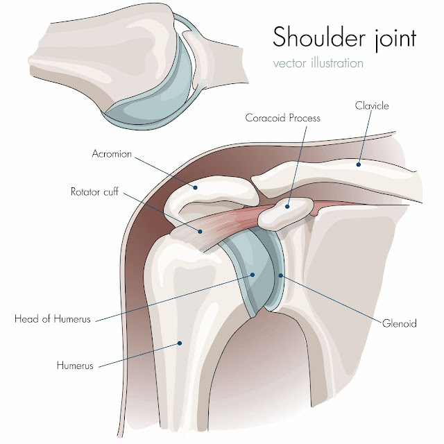 Shoulder joint structure and function