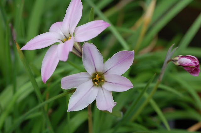 Ipheion 'Tessa'