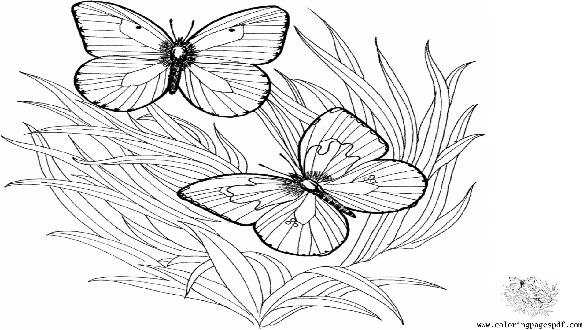 Coloring Page Of Two Butterflies With Grass