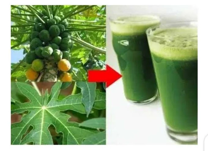 See 15 things that pawpaw or papaya leaf will do to your body If You take it.
