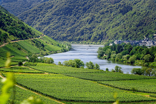 Rheingau Riesling