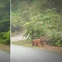 Pasangan Suami Isteri Terkejut, Harimau Muncul Depan Mata Menunggu Di tepi Jalan