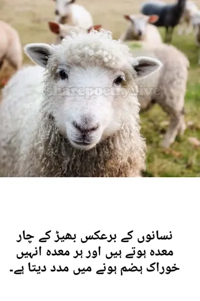 Amazing Facts About sheep