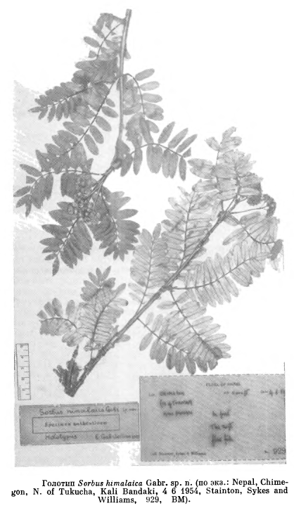 Рябина гималайская (Sorbus himalaica)