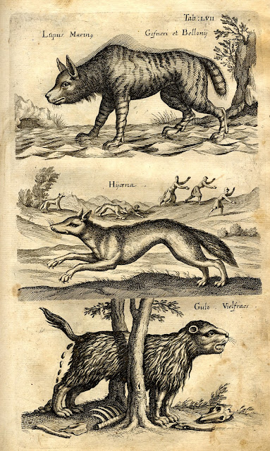 Jonston, Jan: Historiae Naturalis De Quadrupedibus Libri