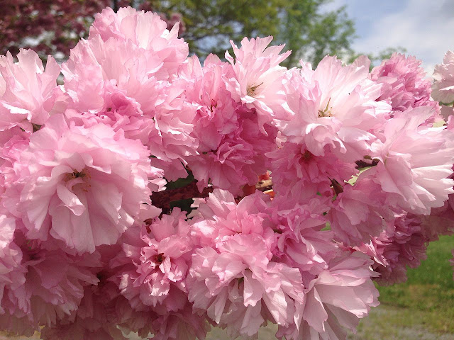 Prunus 'Kanzan' (='Sekiyama')