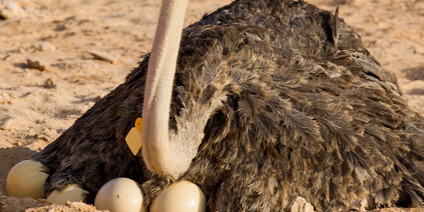 How big are ostrich eggs ?