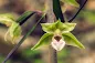Epipactis purpurata - The Purple Epipactis - The Violet Helleborine care