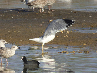 Yellow-legged Gull flying